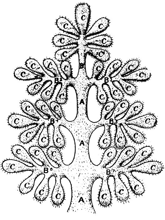 Genealogy of 5th Root-Race