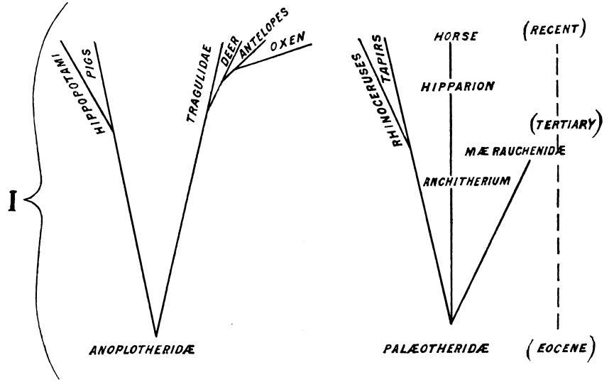 Ungulate Mammals